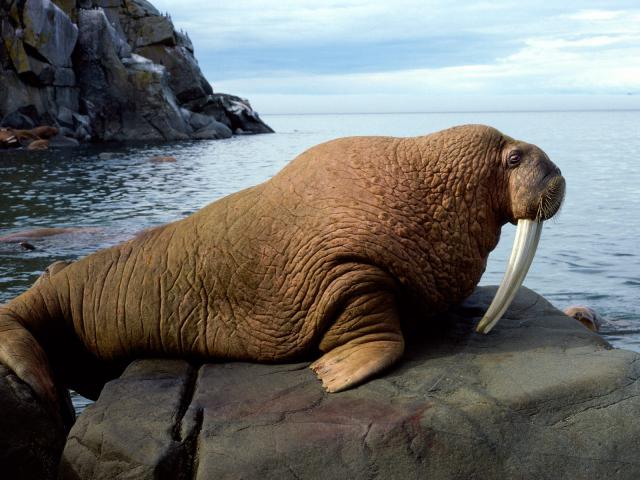 ocean-life-447