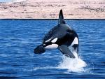ocean-life-448