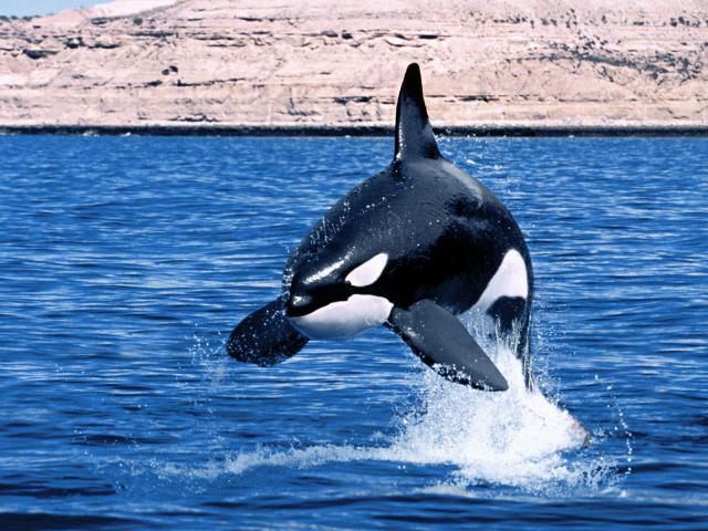 ocean-life-448