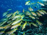 ocean-life-449