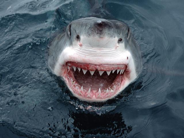ocean-life-450