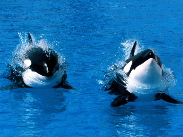 ocean-life-451