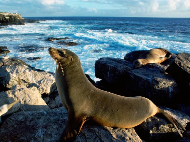ocean-life-452
