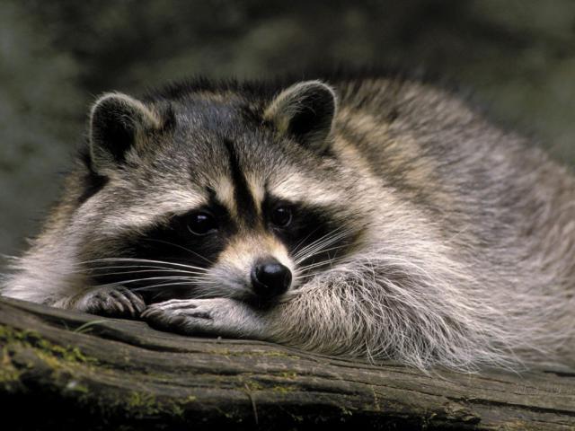 Animals_266