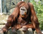 Animals_267