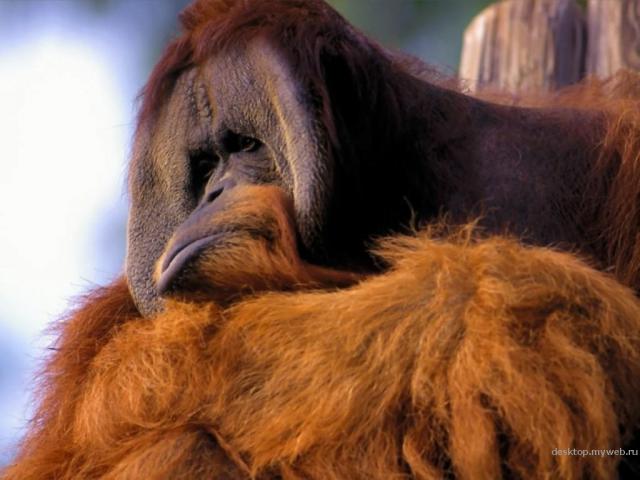 Animals_270