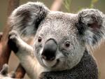 Animals_271
