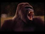 Animals_273