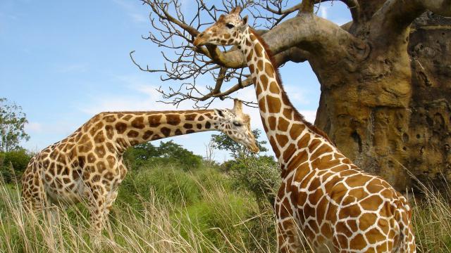 Animals_281
