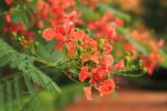 taitong_035