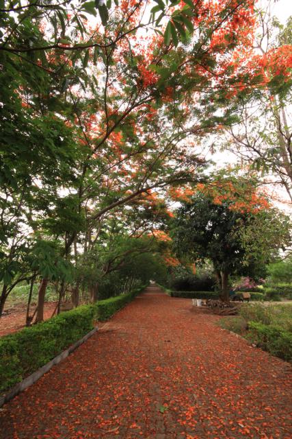 taitong_078