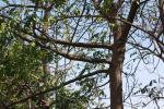 waphukaew11_036