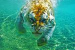 Tiger_24