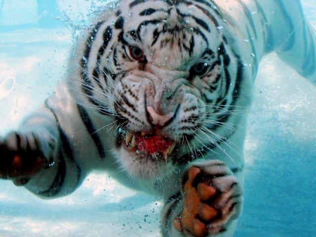 Tiger_25