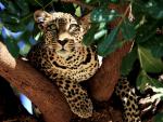 Leopard_20
