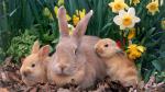Animals_284