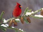 Animals_285