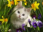 Animals_286