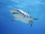 ocean-life-454