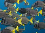 ocean-life-455