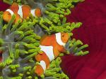 ocean-life-456