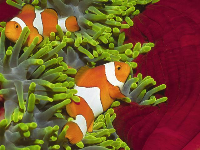 ocean-life-456