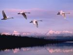 Birds_093