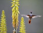 Birds_098