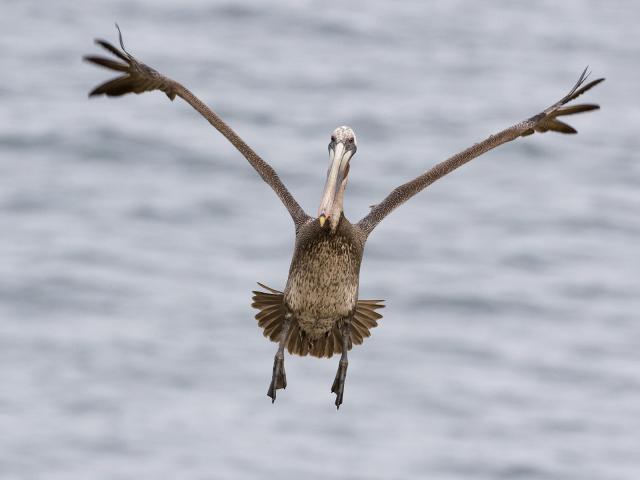Birds_099