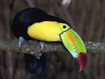 Birds_100