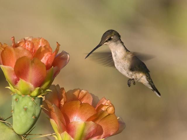 Birds_103