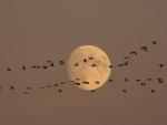 Birds_104
