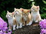 cat_194