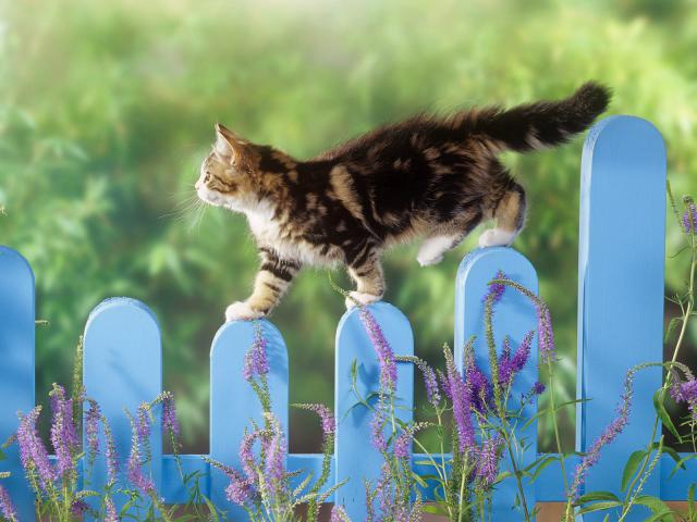 cat_197