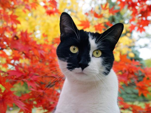 cat_200