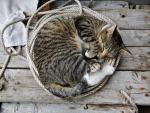 cat_201