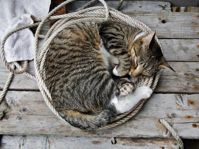 cat_201