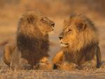 Lion_11