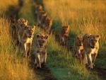 Lion_12
