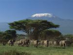 Animals_290