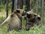 Animals_293
