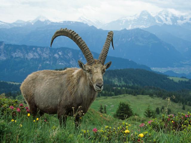 Alpine_Ibex