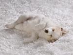 Comfy_Cozy