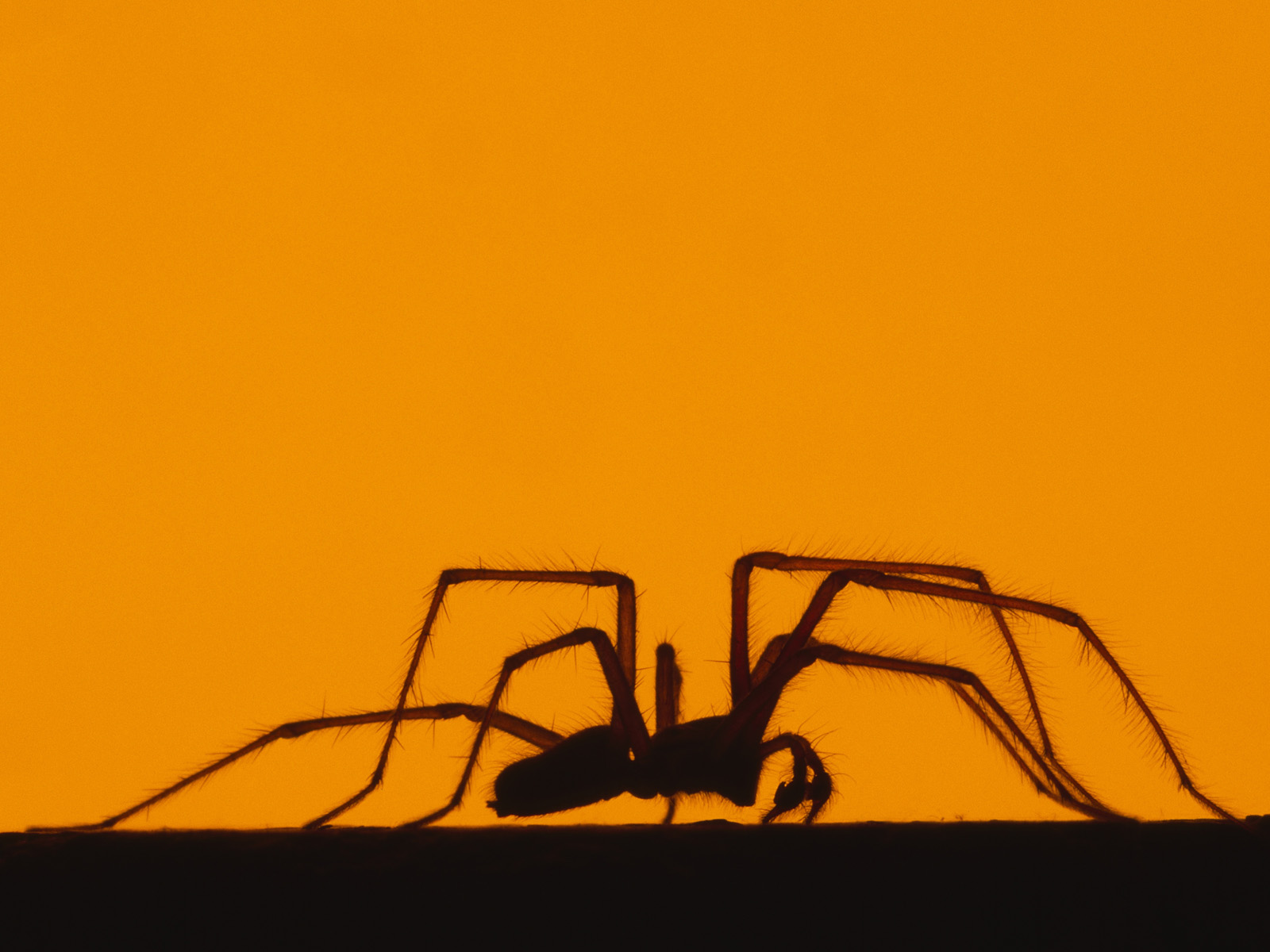 House_Spider