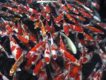 Koi_Pond_Japan