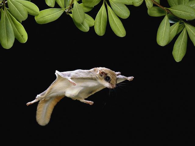 Animals_298