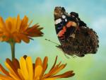 Animals_299