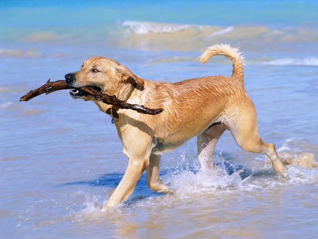 Animals_300