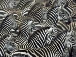 Animals_301