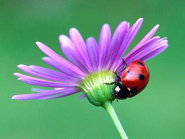 Animals_302